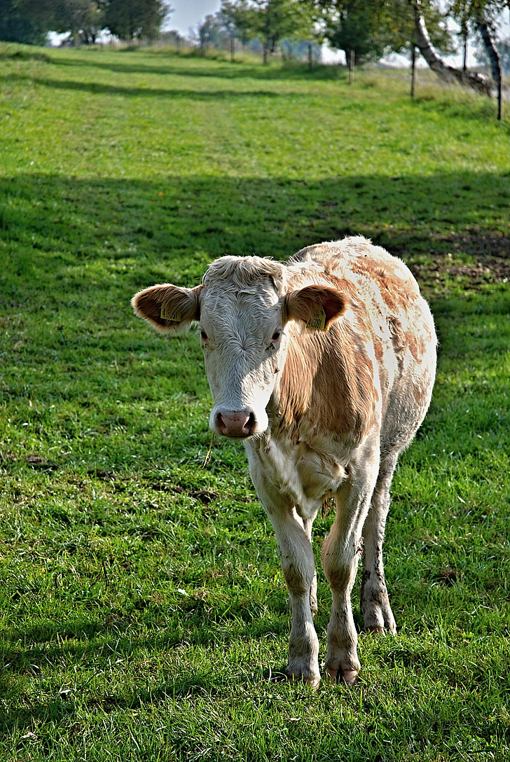 calf, cow, pasture, meadow, grass, economy