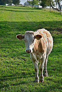 calf, cow, pasture, meadow, grass, economy