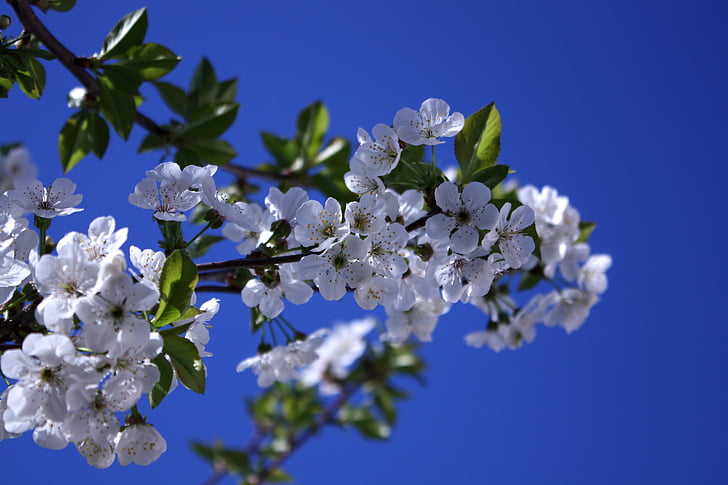 cherry, white flowers blue background, white, blue, cherry blossom, flower, nature