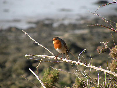 Robin, pták, větev, Fauna