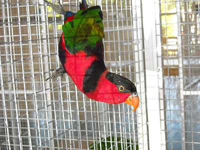papagoi, väike papagoi, lind, PET, puuri, Värviline, sulestiku