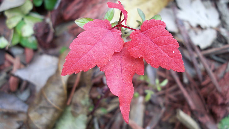 maple, red, autumn, fall, nature, season, leaves