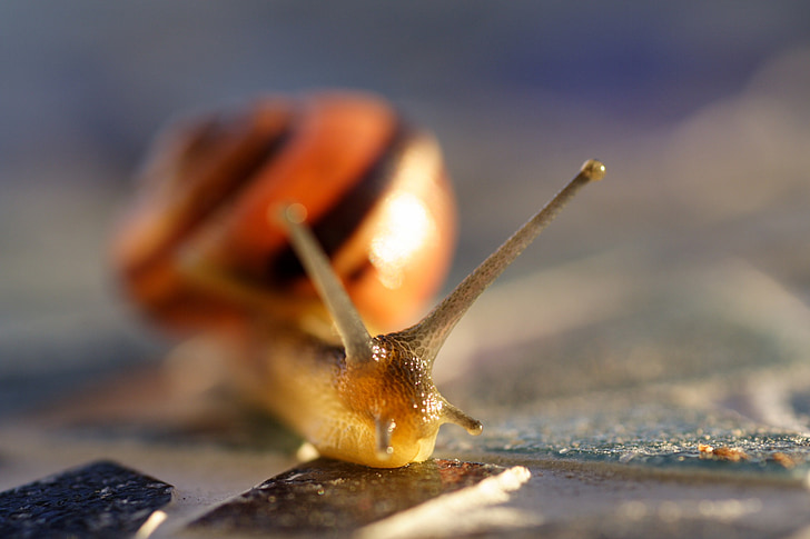 the nature of the, snail, macro, animals