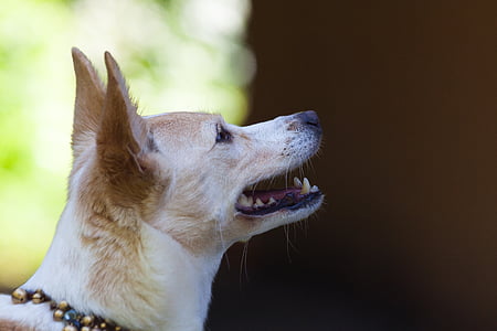 Podenco canario, raza de perro, híbrido, Chihuahua, perro del viento como, Blanco, marrón