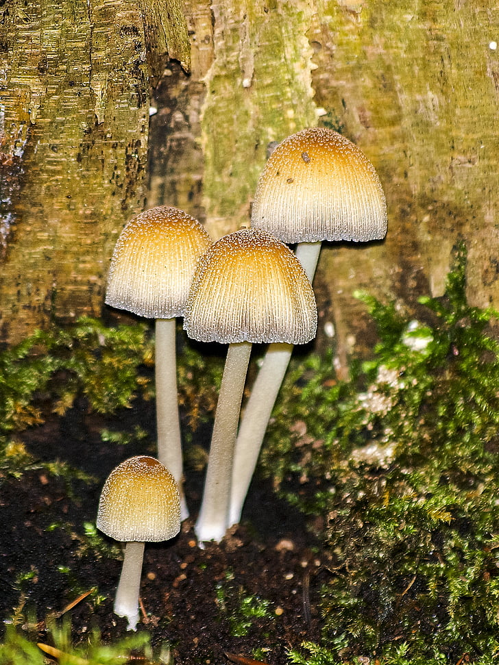 gljiva, šuma, jesen, priroda