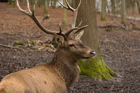 hirsch, red deer, forest, antler, wild, wildlife park, autumn