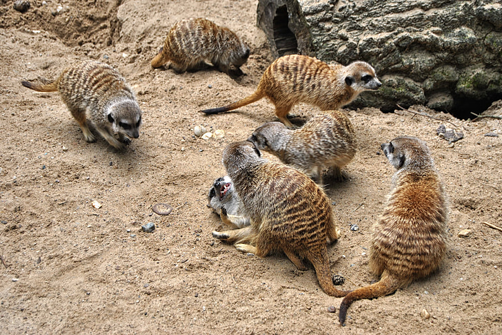 meerkat, log, animal, mammal, zoo, park