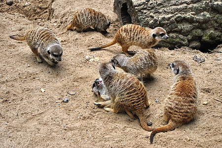 Meerkat, log de, animal, mamífero, jardim zoológico, Parque
