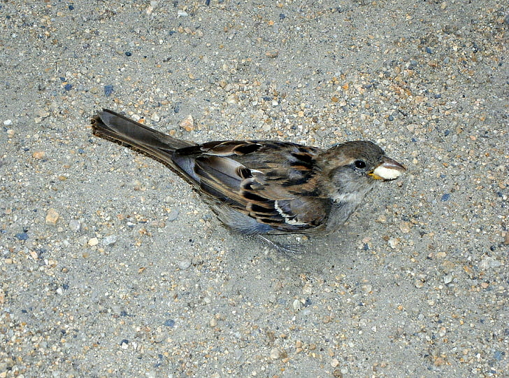 Sperling, Sparrow, fuglen, dyr, Songbird, feed, mat