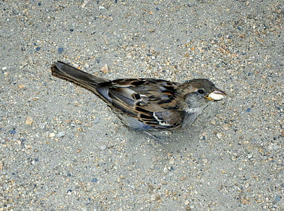 sperling, sparrow, bird, animal, songbird, feed, food