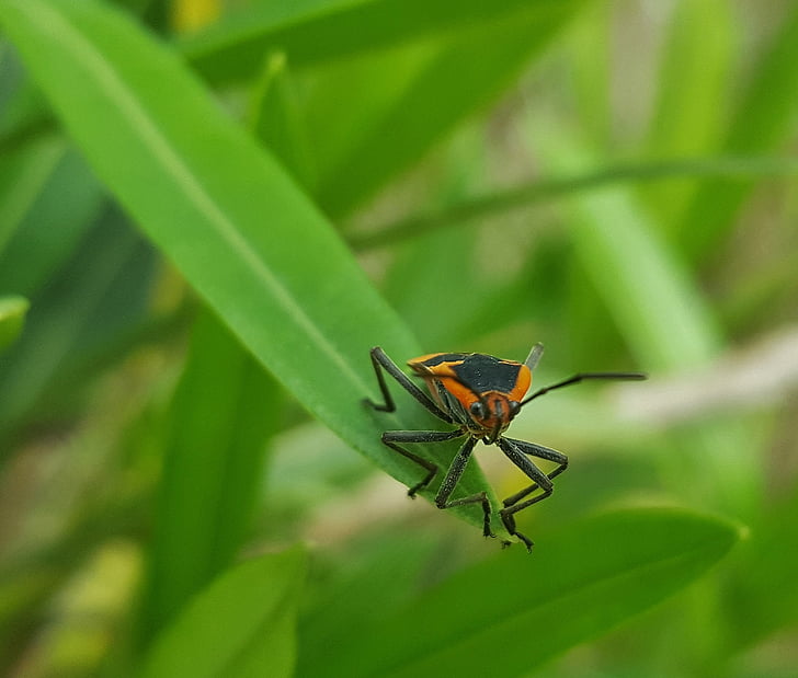 milkweed bug, bug, insect, leaf, close up, bokeh, arthropods