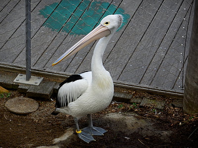 Pelican, uccello, uccello in gabbia, natura, fauna selvatica, animale-fotografia, grigio-Pellicano