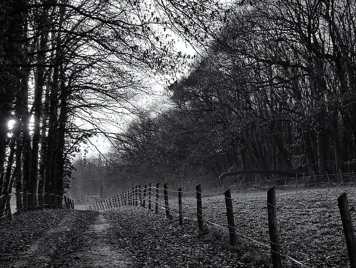 away, forest path, landscape, trees, lane, fence, trail