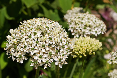 cebola ornamental, zierlauch branco, flor, flor, natureza, schnittblume, flor