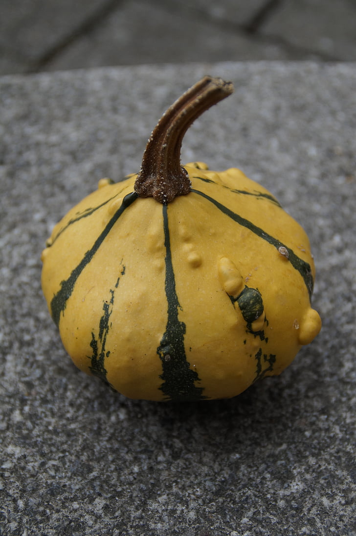 pumpkin, gourd, deco, autumn, thanksgiving, decoration, harvest