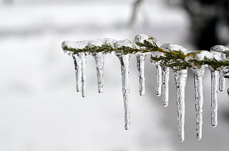 Ice, jäädytetty, puu, kylmä, talvi, ze, Frost