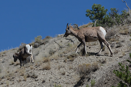 goat, mountain goat, animal, nature, wildlife, cliff, climb