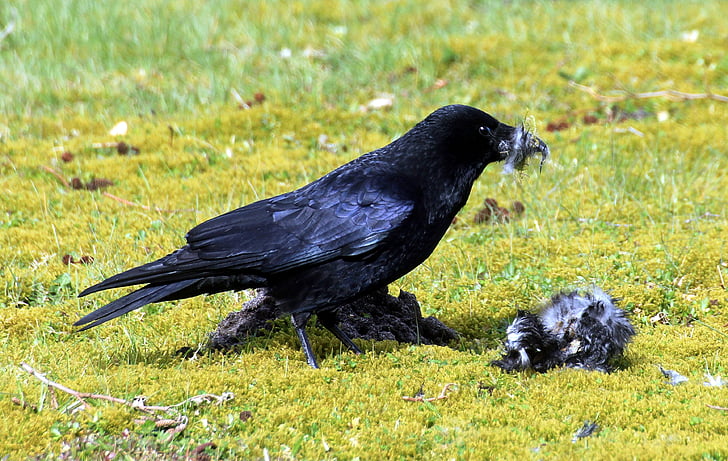 crow, raven, raven bird, black, bird, rook, songbird