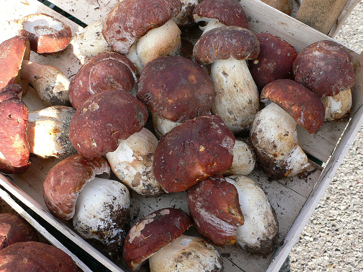 cogumelos porcini, cogumelo, Itália, mercado, comida