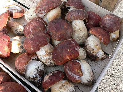cogumelos porcini, cogumelo, Itália, mercado, comida