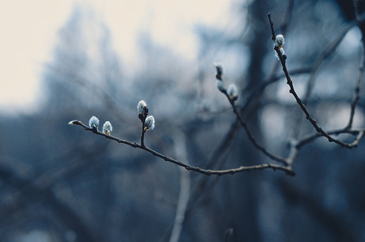 blur, branches, close-up, dof, flower buds, flowers, focus