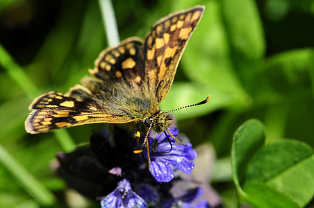 Motyl, motyle, owad, kwiat, niebieski, napój, nektar