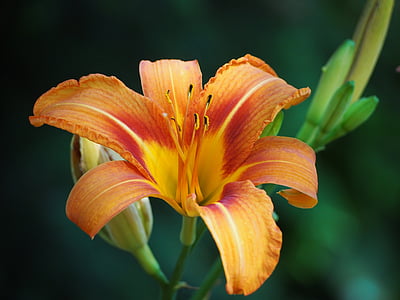lily, blossom, bloom, plant, orange, yellow red daylily, stamens