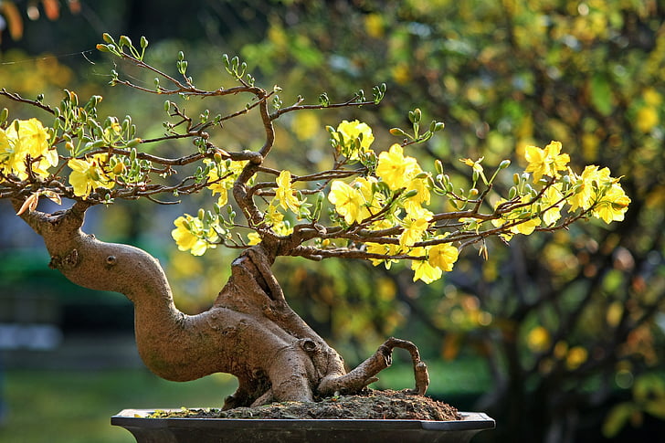 λεοπάρδαλη, το σεληνιακό νέο έτος, Βιετναμέζικα-tet, Βιετνάμ, άνοιξη, ο κήπος, η ομορφιά