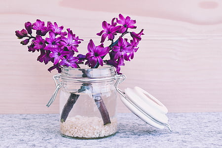 hyacinth, flower, blossom, bloom, pink, fragrant flower, spring flower