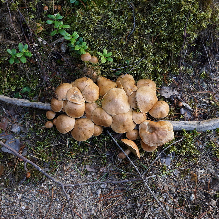 mushrooms, mushroom picking, the natural choice