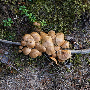 cogumelos, colheita do cogumelo, a escolha natural