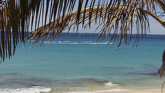 Fuerteventura, Kepulauan Canary, musim panas, Pantai, pohon palem, liburan, pemulihan