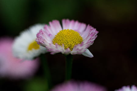 Blume, Daisy, Anlage, Frühling, in der Nähe, weiß, Garten