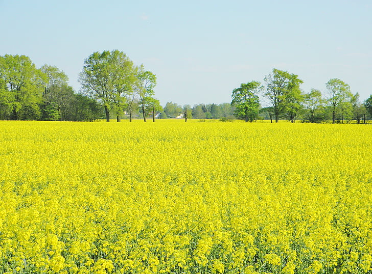 field, oilseed rape, field of rapeseeds, yellow, blossom, bloom, landscape