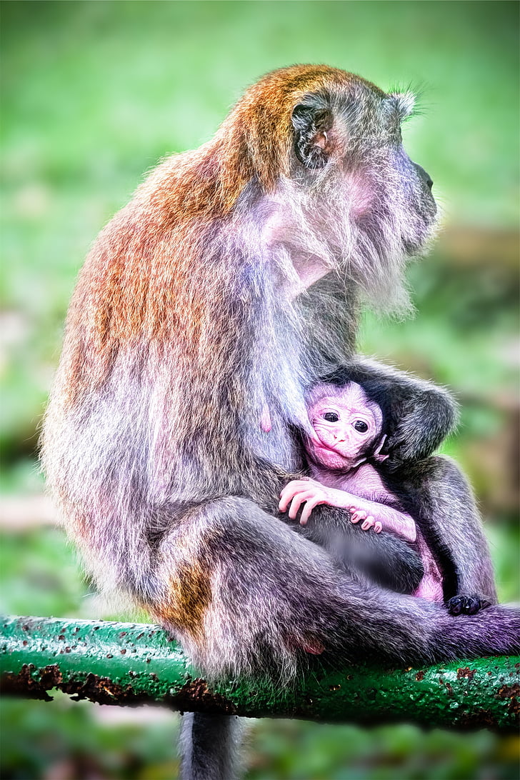 brown, coated, baboon, monkeys, animals, baby, family