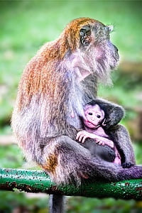 màu nâu, tráng, khỉ đầu chó, con khỉ, động vật, em bé, gia đình