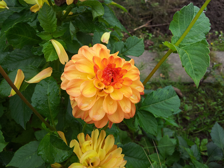 bunga, tanaman, musim panas, alam, bunga kuning, Blossom, mekar