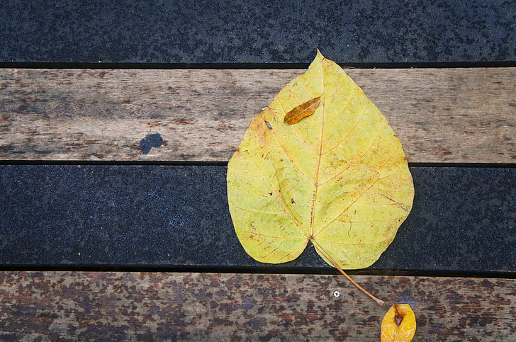 leaf, wood, yellow, texture, nature, pattern, leaves