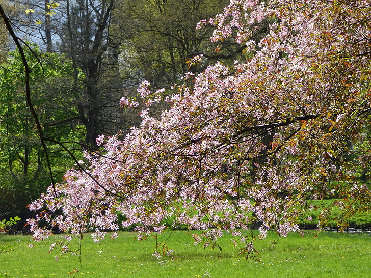 medis, šakelėmis, Pavasariniai žiedai, gėlės, žalia, parkas, Gamta