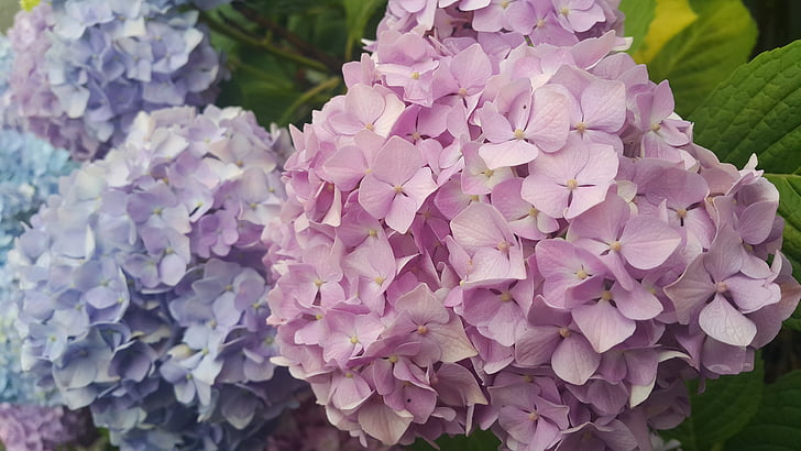 hortensie, petale, flori, natura, roz, violet, plante