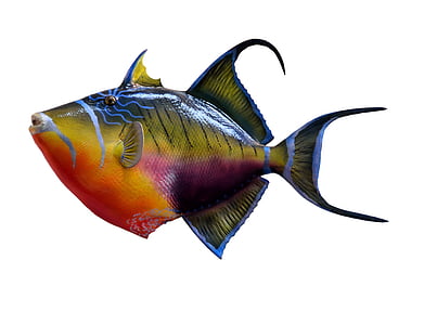 colorful, trigger fish, fish, taxidermy, mount, marine, underwater