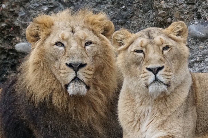 ζώα, αρπακτικό, λιοντάρι, Ινδική, ζευγάρι, λιοντάρι - αιλουροειδών, άγρια φύση