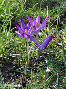 Krokus, lila, violett, Blume, Blüte, Bloom, Frühling