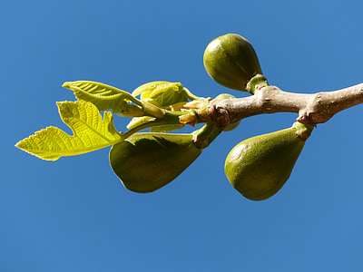 Figi, drzewo figowe, owoce, prawdziwe tchórzem, listki figowe, drzewo, Oddział