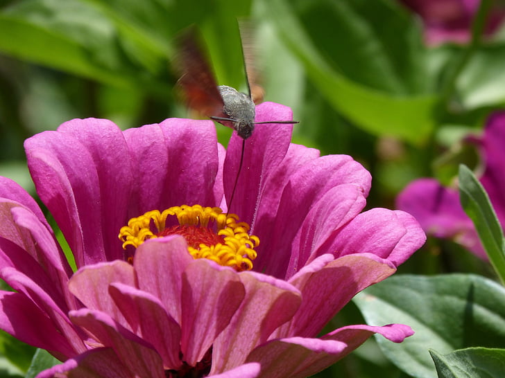macroglossum stellatarum, Sphinx hummingbird, bufaforats, sommerfugl, libar, blomst, skjønnhet