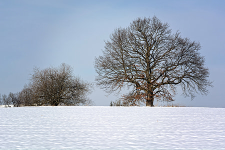 zimné, sneh, strom, silueta, mrazivé, za studena, zasnežené
