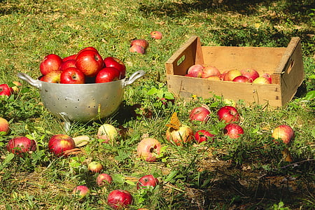 τα μήλα, φρούτα, συλλογή, πτώση, κόκκινο, Γλυκό, τραγανά
