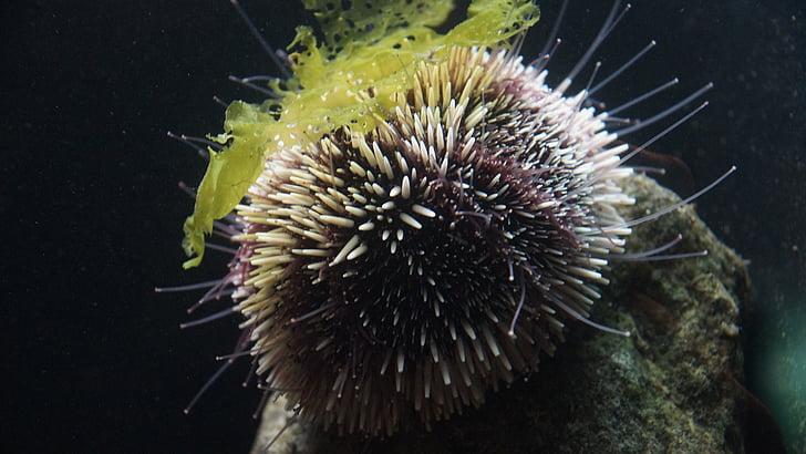 Sea urchin, biển hedgehog, Đại dương, thủy, cuộc sống, động vật, echinoidea