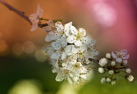 obstblueten, cvijeće, proljeće, priroda, bijeli, cvijet, cvatu