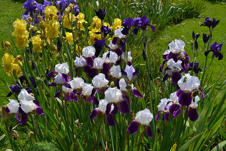 Blumen, Natur, Anlage